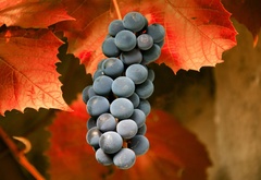 Виноград, гроздь, лоза