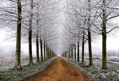дорога, первый, день, зимы, деревья, снег