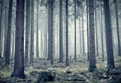 лес, туман, стволы