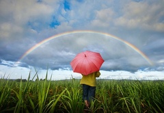 Зонт, поле, радуга