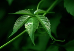 Лиана, зелёный, лист