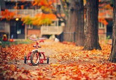 осень, велосипед, деревья, листья