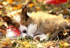 собака, ботинок, спит, трава