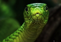 змея, зелёная, взгляд