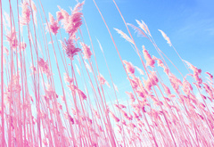 небо, трава, розовый