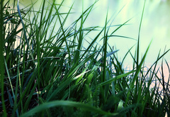 Лето, зелёная, трава