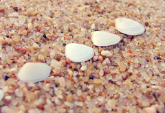 Ракушки, на пляжном, песке