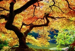 Дерево, ствол, осень