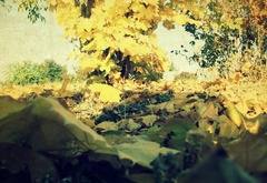 Осень, листья, краски