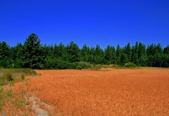 поле, пшеница, лес, контраст