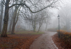 парк, туман, осень