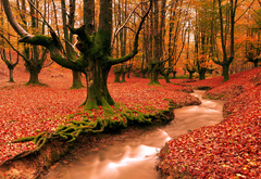 осень, лес, листва