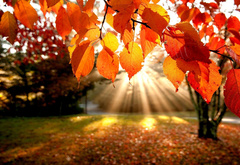 Осенний лес, листва, в свете лучей