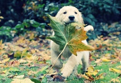 осень, листья, собака