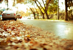 улица, машины, осень, листья