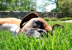 собака, лежит, трава