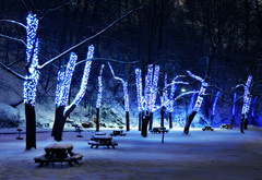 ночь, иллюминация, снег, освещение, парк, деревья, скамейки