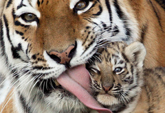 тигр, тигренок, язык, забота, ласка