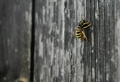 пчела, доски, стена