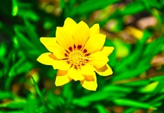 Желтый цветок, на фоне, зеленой травы
