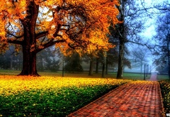 осень, парк, туман, дерево