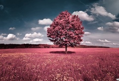 дерево, поле, розовый