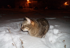 кошка, снег, ночь, темнота, блеск