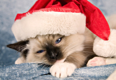 праздник, новый год, new year, кот, кошка, котенок, шапочка, санта клаус