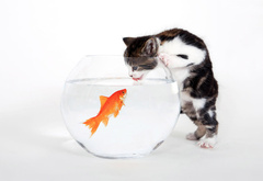 кошка, рыба, золотая рыбка, аквариум