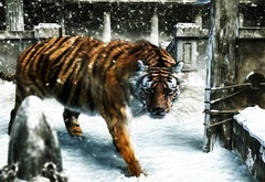 Тигр, неволя, зоопарк