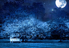 природа, парк, ночь, луна, дерево, скамейка, тайна