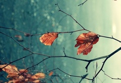 осень, ветки, листья