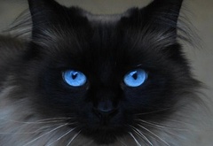 кошка, голубые глаза, взгляд