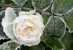 роза, иней, белая роза, мороз