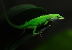 ящерица, зелёная, лист
