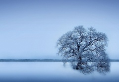 Зима, поле, одинокое дерево