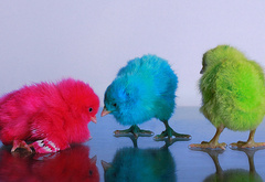 красивые, разноцветные, птенцы