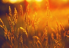 пшеница, колос, поле, свет, ярко, солнце
