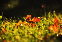 трава, листья, осень