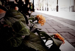 Улица, букет, цветов