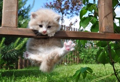 Котёнок, висю вот, на рейке))