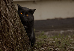 кот, черный, желтые, глаза