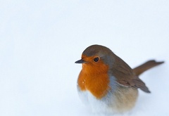 Пташка, на, снегу