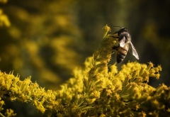 Пчела, собирает, нектар