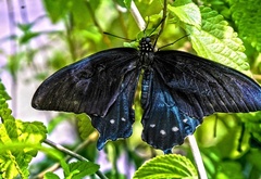 Черная, элегантная, бабочка