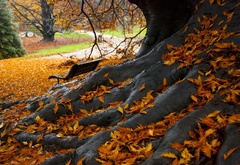 Парк, листья, корни старого дерева