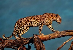 Леопард, на, дереве