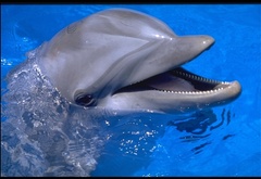 Дельфин, море, животные, природа