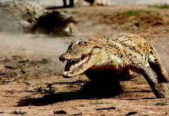Нильский, крокодил, рептилия