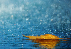 Капли, дождя, желтый лист